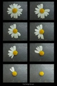 Paquerette, "un peu, beaucoup passionnément"...