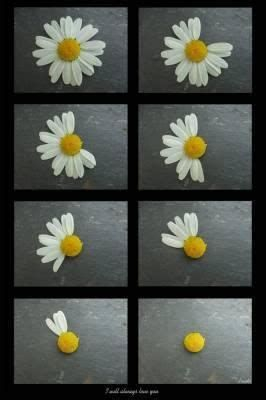 Paquerette, "un peu, beaucoup passionnément"...