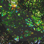 cover_thumbnail_webp(2)